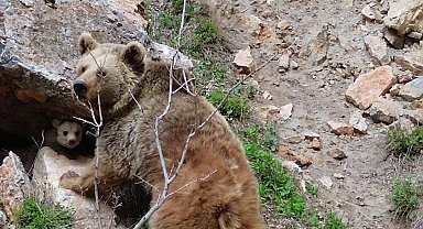 Tunceli'de ayı ve yavrusu dron ile görüntülendi