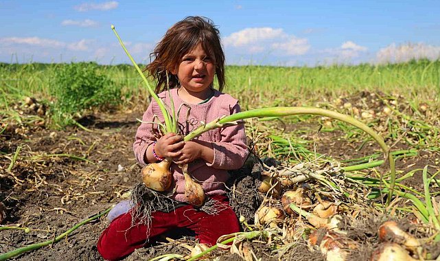 Turfanda soğanda hasat başladı, fiyatı arz-talep belirleyecek