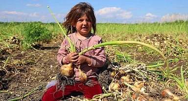 Turfanda soğanda hasat başladı, fiyatı arz-talep belirleyecek