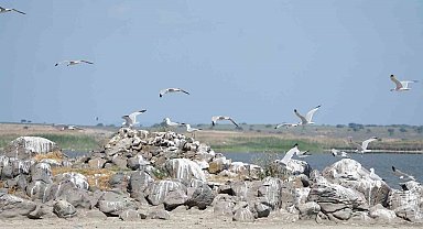 Türkiye'nin en büyük adası Gökçeada'da en büyük ada martısı kolonisi