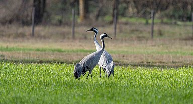 Turnaların izinde: 2026 izleme çalışmaları sürüyor