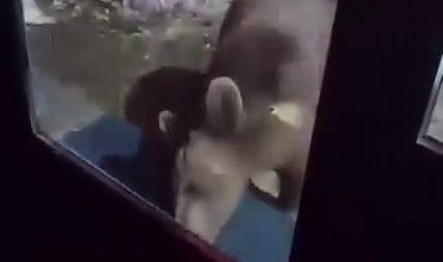 Uludağ'da ayı ailesi kamerada...Ani hareket paniğe neden oldu