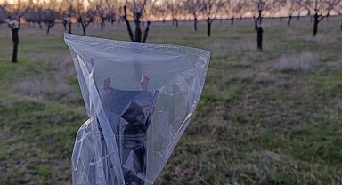 Uşak'ta badem üreticilerine don uyarısı