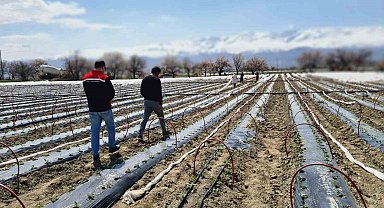 Üzümlü'de biber fideleri toprakla buluştu
