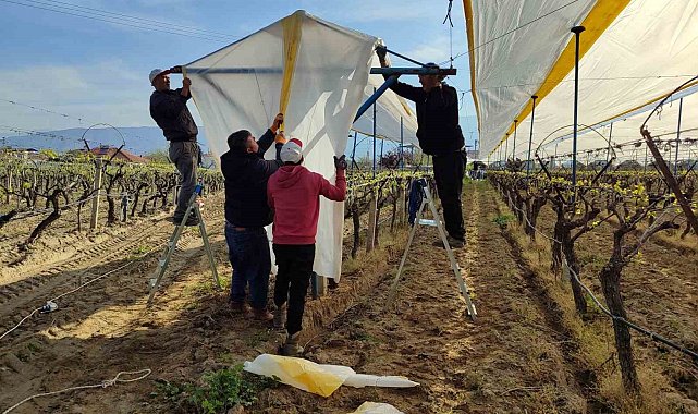 Üzümün başkentinde bağlar tüllerle kaplanıyor