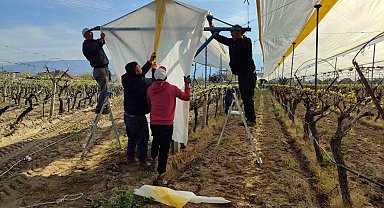 Üzümün başkentinde bağlar tüllerle kaplanıyor