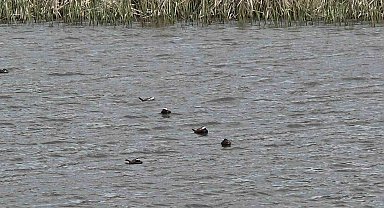 Van Gölü havzasında 'Mavi Gaga' heyecanı: Nadir misafirler geri döndü