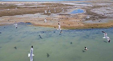 Van Gölü'nde nesli tehlike altındaki Dikkuyruk görüntülendi