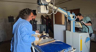 Van'da deprem sonrası enkaz altından yaralı çıkarılan kuzular tedavi altına alındı