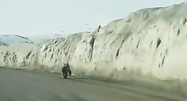 Van'da kara yoluna inen ayı kameraya yansıdı