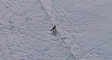 Van'da tilkinin avı dron kamerasına yansıdı