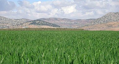 Yağışlar buğday üreticisinin yüzünü güldürdü