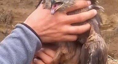 Yakalanan yaralı şahin, ekiplere teslim edildi