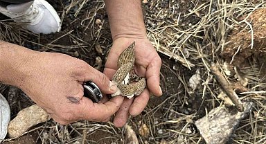 Yanan ormanlık alanda kuzugöbeği mantarı bolluğu: Köylülerin gelir kaynağı oldu
