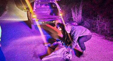 Yaralı köpek ihbarına jandarma müdahale etti