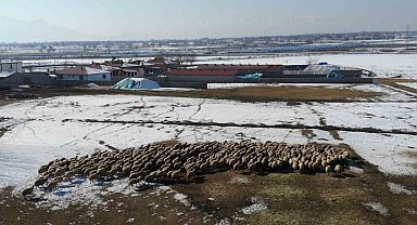 Yeni doğan kuzularla birlikte besicilerde tatlı telaş yaşanıyor