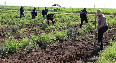 Yenişehir'de lavanta mevsimi başlıyor