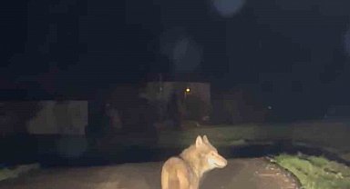 Yerleşim yerine inen kurt cep telefonu ile görüntülendi