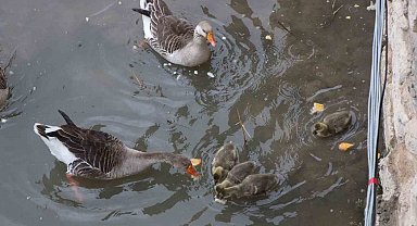Yeşilırmak Nehri'nin maskotu kaz yavruları beslenme saatinde