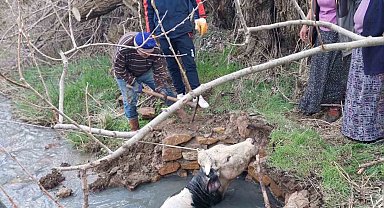 Yozgat'ta kuyuya düşen büyükbaş, AFAD ekiplerince kurtarıldı