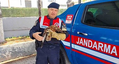 Yozgat'ta yaralı şahin koruma altına alındı