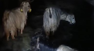 Yüksekova'da ahırları su bastı: Mahsur kalan hayvanlar kurtarıldı