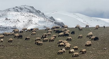Yüksekova'da küçükbaş hayvanlar meraya çıktı
