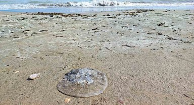 Yumurtalık sahilini denizanaları sardı