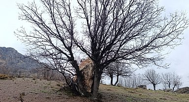 Yuvarlanan kaya parçasını ağaç tuttu