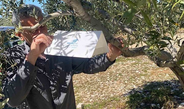 Zeytin güvesine karşı tuzak kurulumları başladı