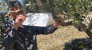 Zeytin güvesine karşı tuzak kurulumları başladı