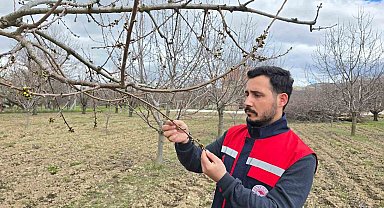 Zirai don olaylarına karşı meyve bahçelerinde kontroller sürüyor