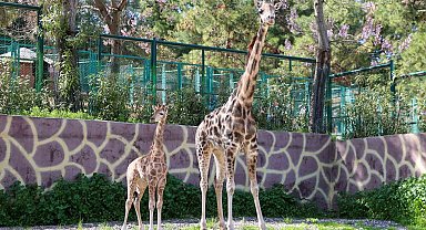 Zürafanın yavrusu yetim doğdu