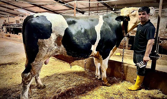 1.2 tonluk dev 'Paşa' 650 bin liraya alıcısını buldu