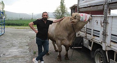 1,2 tonluk kurbanlık 650 bin liraya alıcısını bekliyor