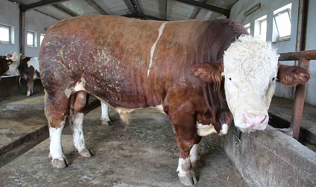 1,5 tonluk 'Tosun Paşa' Kurban Bayramı öncesi alıcısını bekliyor