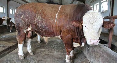 1,5 tonluk 'Tosun Paşa' Kurban Bayramı öncesi alıcısını bekliyor