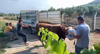 6 kişinin zapt edemediği boğa bir tekmeyle böyle yere serdi
