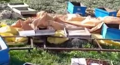Aç kalan ayı kovanları parçaladı, kaçarken görüntülendi