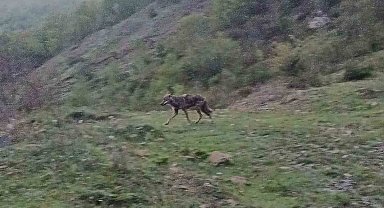 Aç kalan çakal yerleşim yerine indi