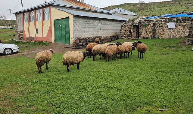 Adilcevaz'da kurt saldırısı: 3 koyun telef oldu, 20 koyun yaralandı
