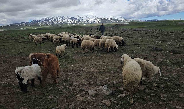 Adilcevaz'da sürüler yaylaya çıktı