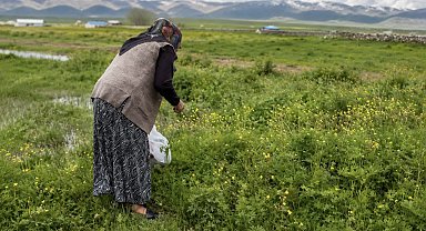 Ağrı'da asırlık gelenek: Şifalı otlar kış sofraları için hazırlanıyor