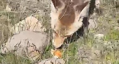 Ahlat'ta aç tilki piknik sofrasına ortak oldu