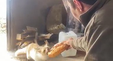 Ahlat'ta tilki ile işçilerin dostluğu gülümsetiyor