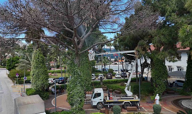 Alanya'da Akdeniz çam kabuk böceğine karşı ortak mücadele başlatıldı