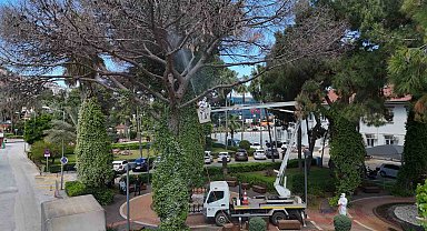 Alanya'da Akdeniz çam kabuk böceğine karşı ortak mücadele başlatıldı