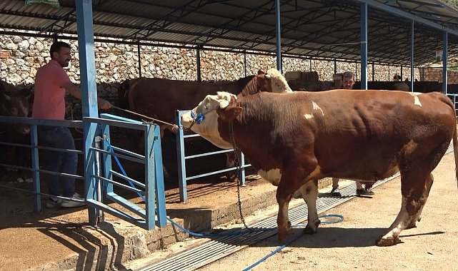 Alanya'da kurban pazarının gözdesi 1 ton 200 kilogramlık dana 450 bin TL'ye alıcı buldu