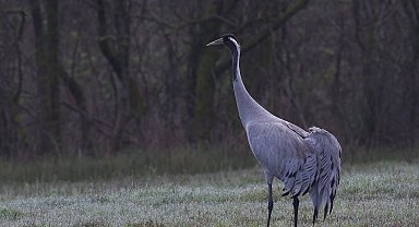 Allı turnaların dansı Ekşisu Sazlığını şenlendirdi