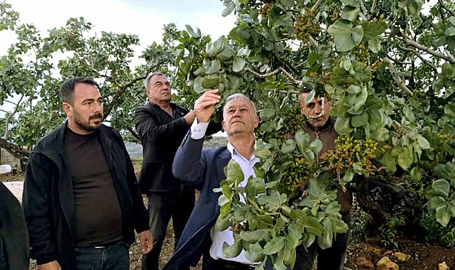 Altun, dolu yağışlarının ardından fıstık bahçelerini gezdi